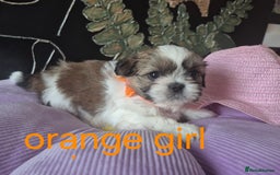 Shih Tzu dogs for sale: Cute Shih-Tzu puppies😍😍😍 - Image 13