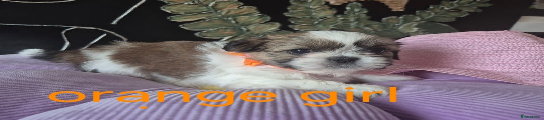 Shih Tzu Puppy 2