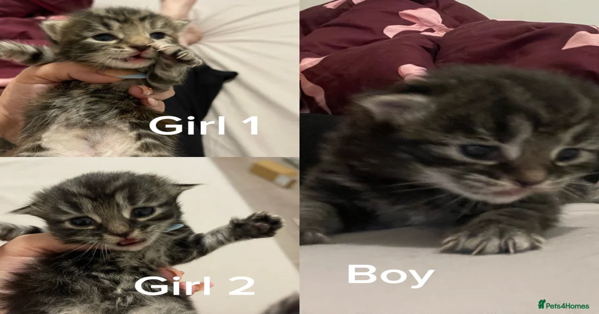 Kittens for sale in Tyne and Wear | Pets4Homes
