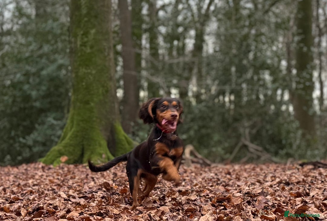 Cocker Spaniel dogs for sale: Working Cocker Spaniel - Advert 2