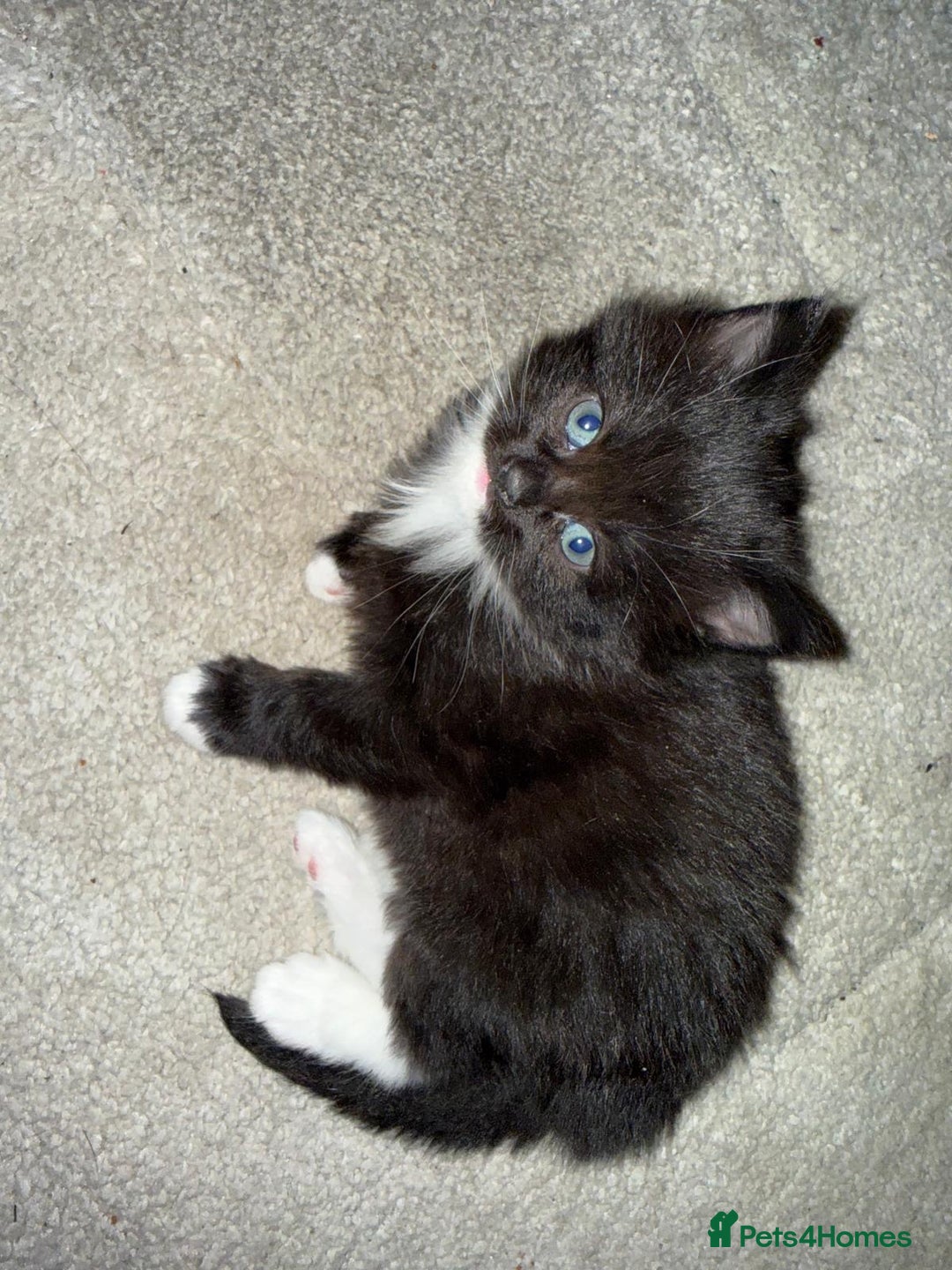 Mixed Breed cats for sale: Beautiful mix breed kittens - Advert 21