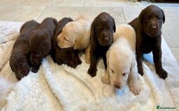 Labrador Retriever dogs for stud: Beautiful brown Labrador available for stud in Sutton Coldfield - Image 5