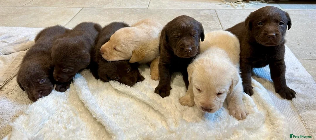 Labrador Retriever dogs for stud: Beautiful brown Labrador available for stud in Sutton Coldfield - Advert 5