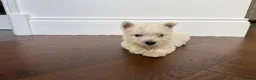West Highland Terrier dogs for sale: Champion Bloodline, KC reg Puppies in Newark - Advert 9