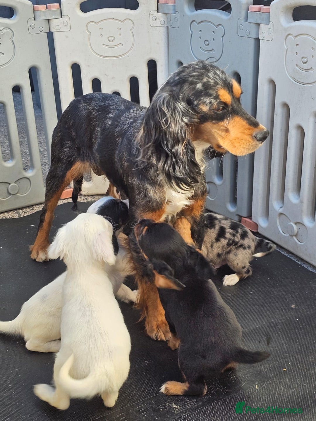 Cocker Spaniel dogs for sale: Cocker spaniels puppys  - Image 7