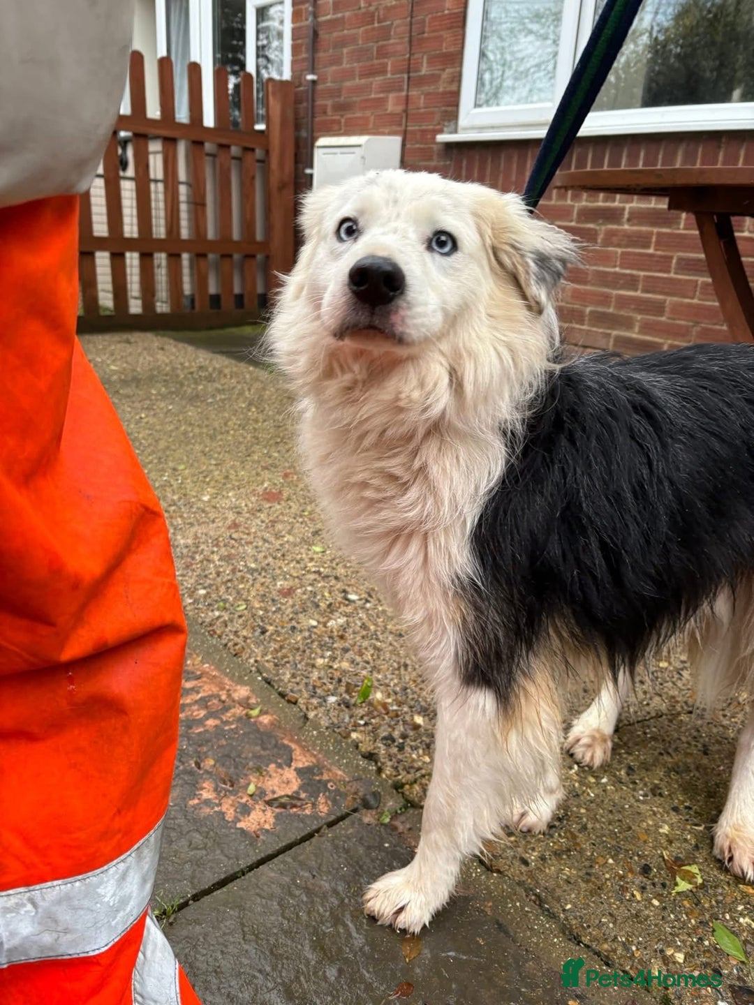Border Collie dogs for adoption: Blue - Norwich Norfolk  - Advert 6