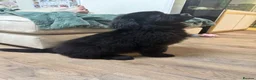 Newfoundland dogs for sale: 6 month old KC Newfoundland Pup  - Advert 8