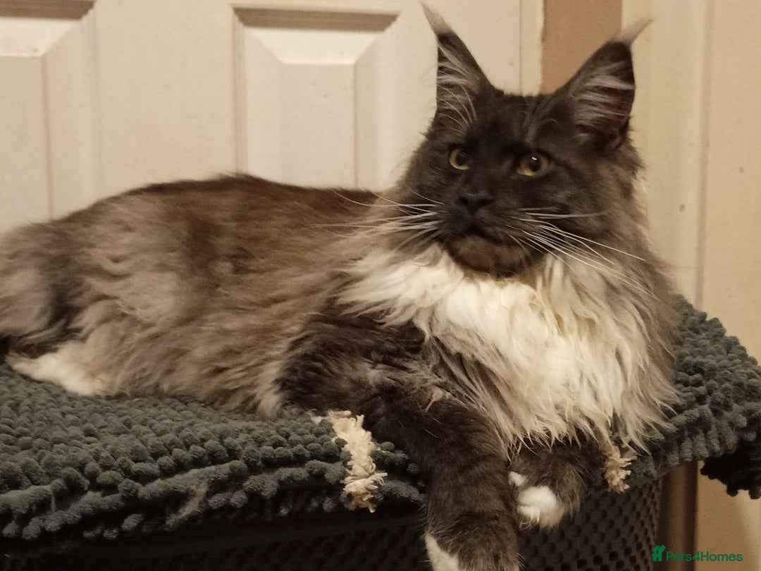 Maine Coon cats for sale: Adorable Maine Coon kittens in Manchester  - Advert 19