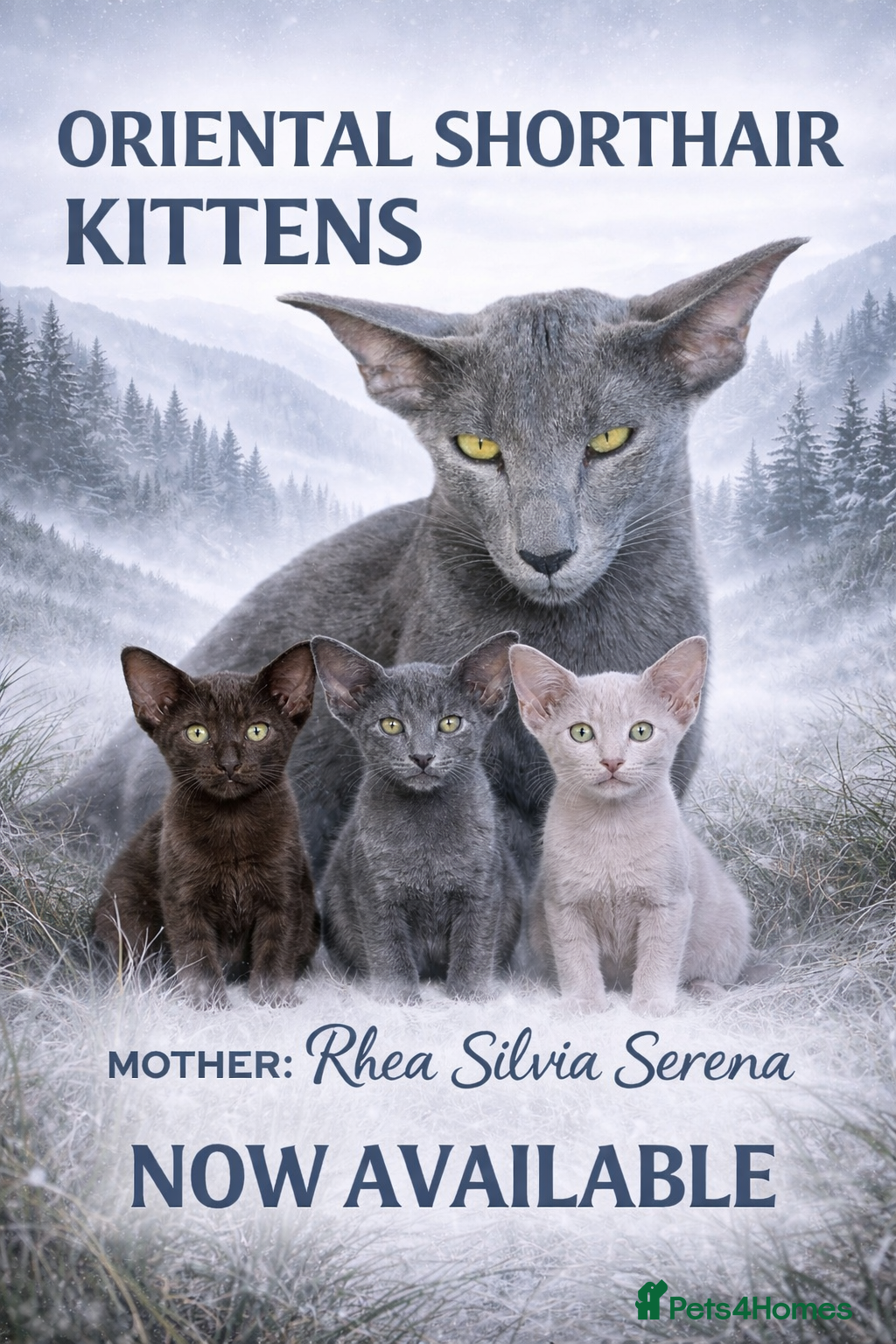 Oriental cats Exclusive Pedigree Modern Shape Orientals GCCF - Advert 1