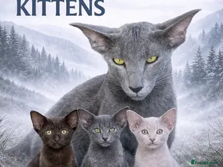 Oriental cats Exclusive Pedigree Modern Shape Orientals GCCF - Advert 1