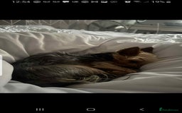 Yorkshire Terrier dogs for stud: Long haired mini Yorkshire terrier  - Image 9