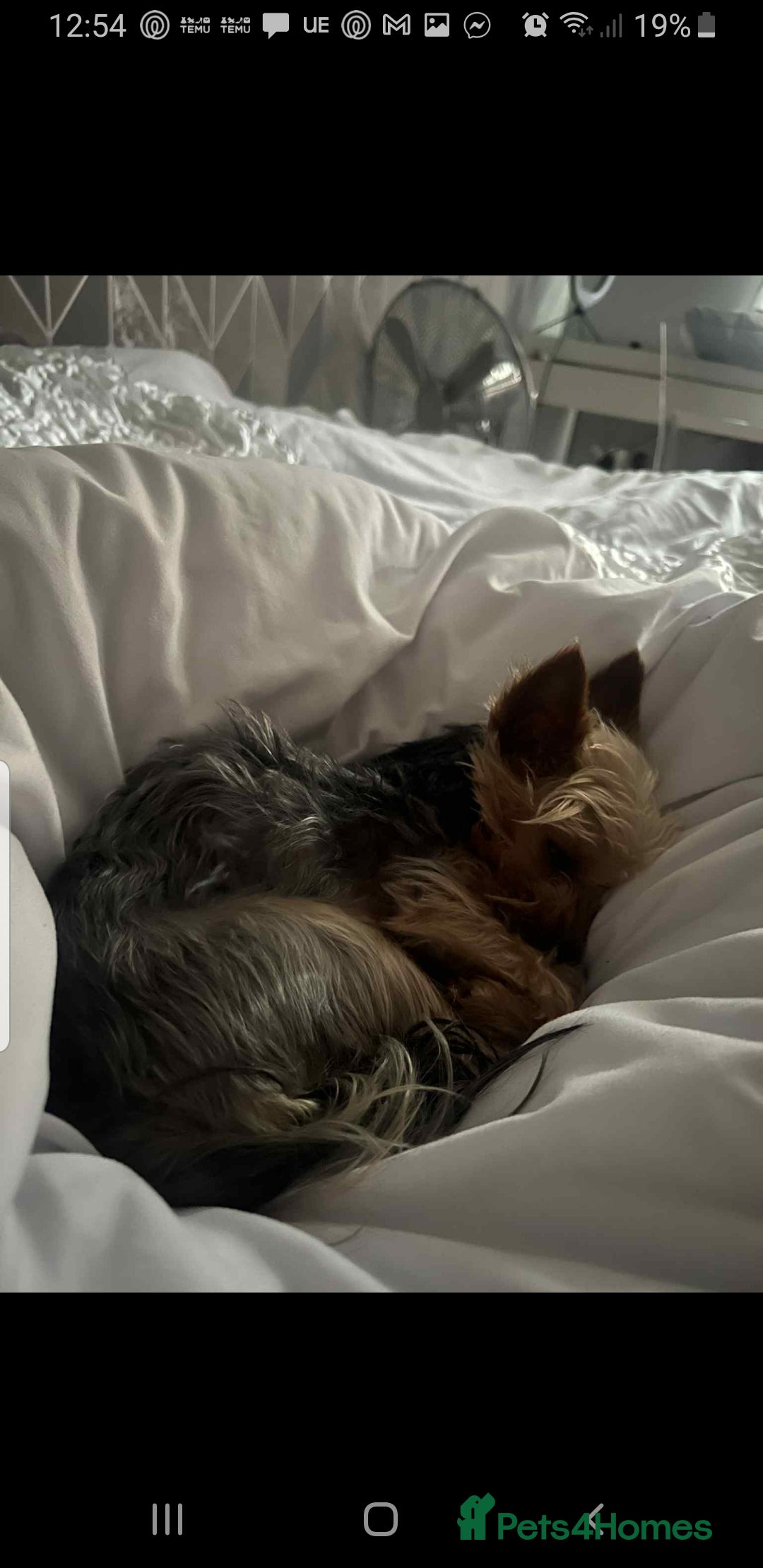 Yorkshire Terrier dogs for stud: Long haired mini Yorkshire terrier  - Image 9