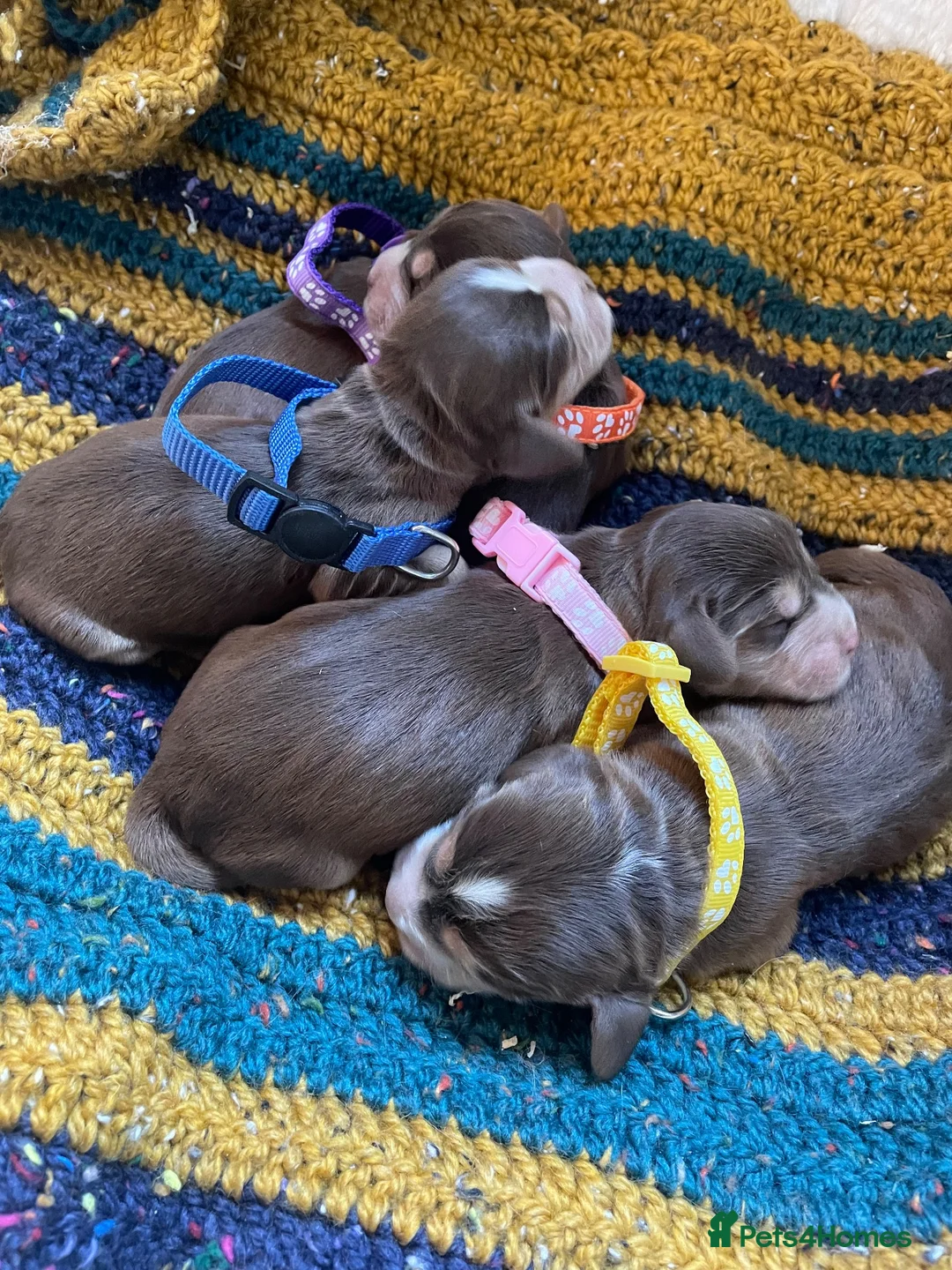 Cocker Spaniel dogs for sale: ⚡️Beautiful Show-Type Cocker Spaniel Puppies⚡️ - Advert 1