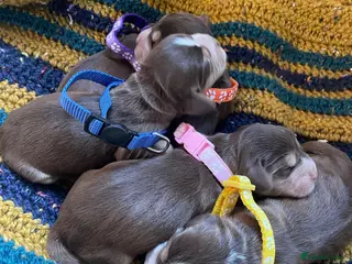 Cocker Spaniel dogs ⚡️Beautiful Show-Type Cocker Spaniel Puppies⚡️ - Advert 5