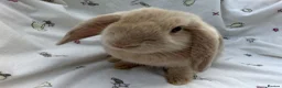 Dwarf Lop rabbits for sale: Beautiful Dwarf Lop Bunnies - Advert 7