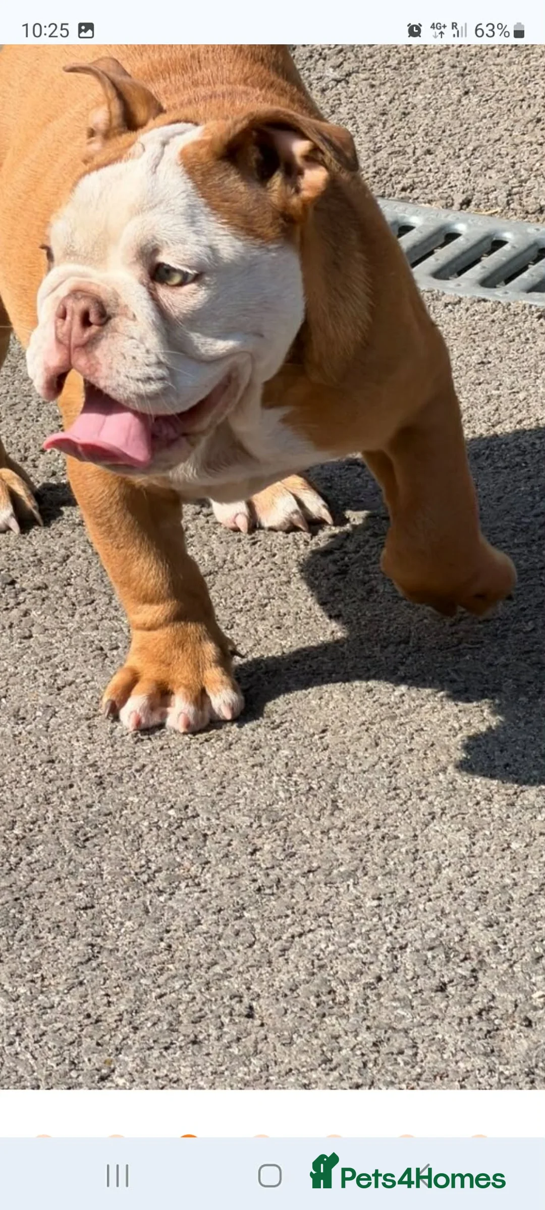 English Bulldog dogs for sale: English bulldog  - Advert 1