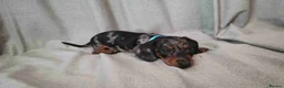 Miniature Dachshund dogs for sale: klzsNLC🐾Gratest mini dapple doxies 4 new familie in Malvern - Advert 2