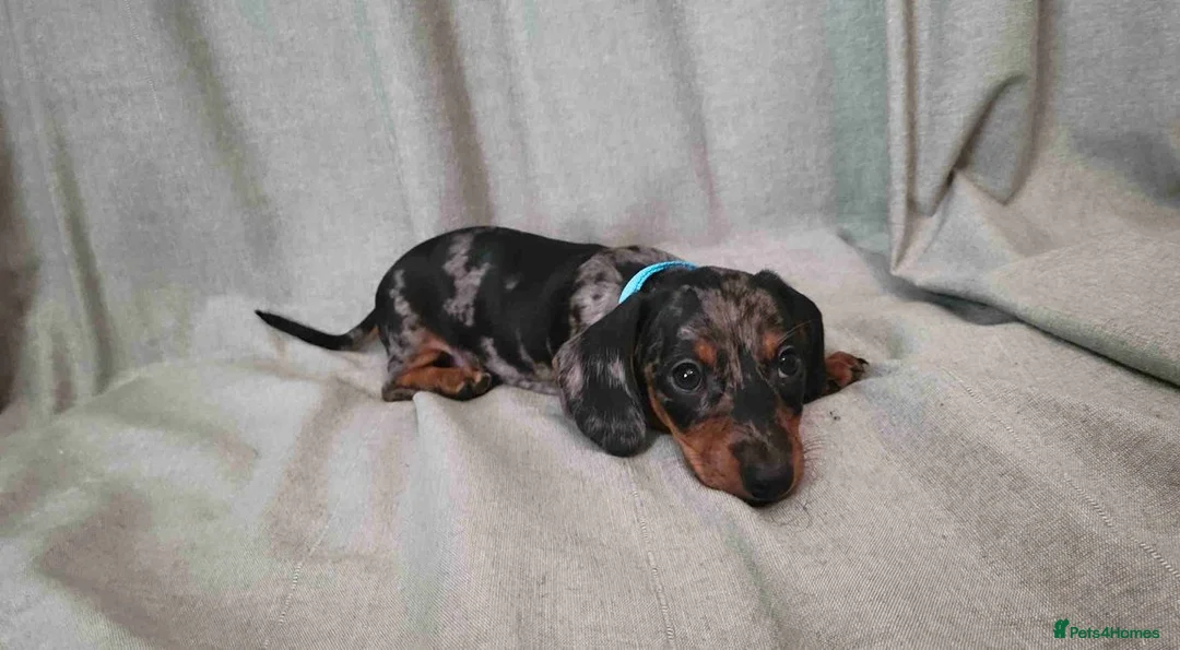 Miniature Dachshund dogs for sale: klzsNLC🐾Gratest mini dapple doxies 4 new familie in Malvern - Advert 2