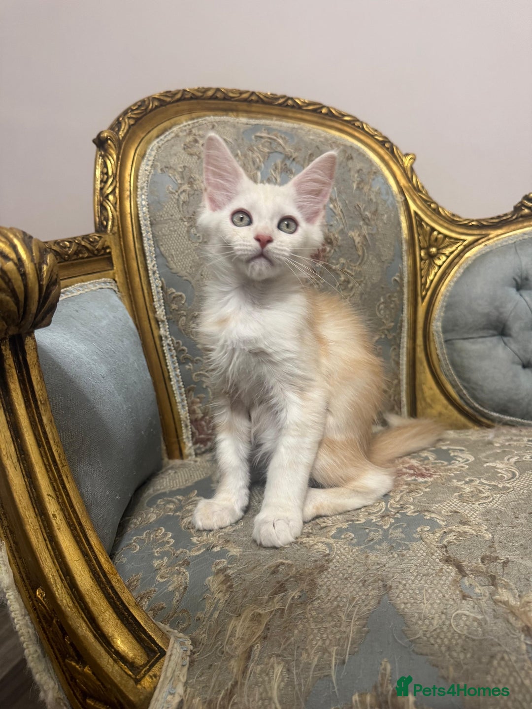 Maine Coon cats for sale: Maine Coon Kittens 🏆 20+ gen 🧬 pedigree 🎄🎄🎄 - Advert 3