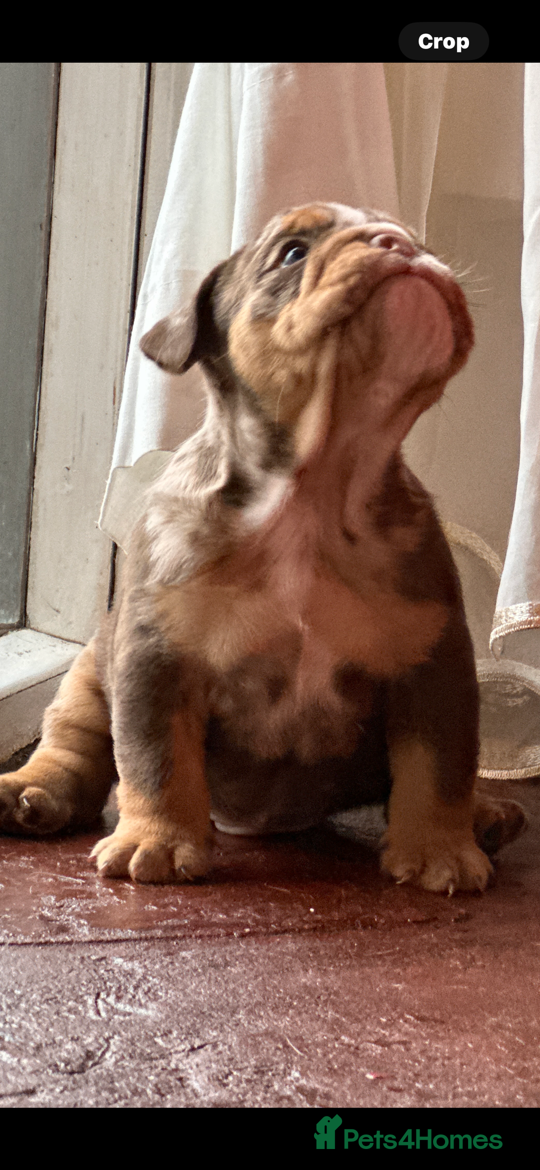 English Bulldog dogs for sale: English bulldogs  - Advert 13