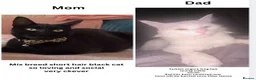 Mixed Breed cats for sale: Cute loving kittens need a home  - Advert 2
