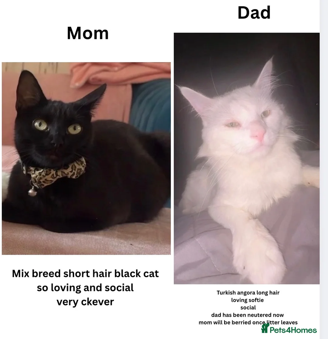 Mixed Breed cats for sale: Cute loving kittens need a home  - Advert 2