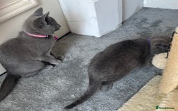 Russian Blue cats for sale: Russian Blue Kitten - Image 18