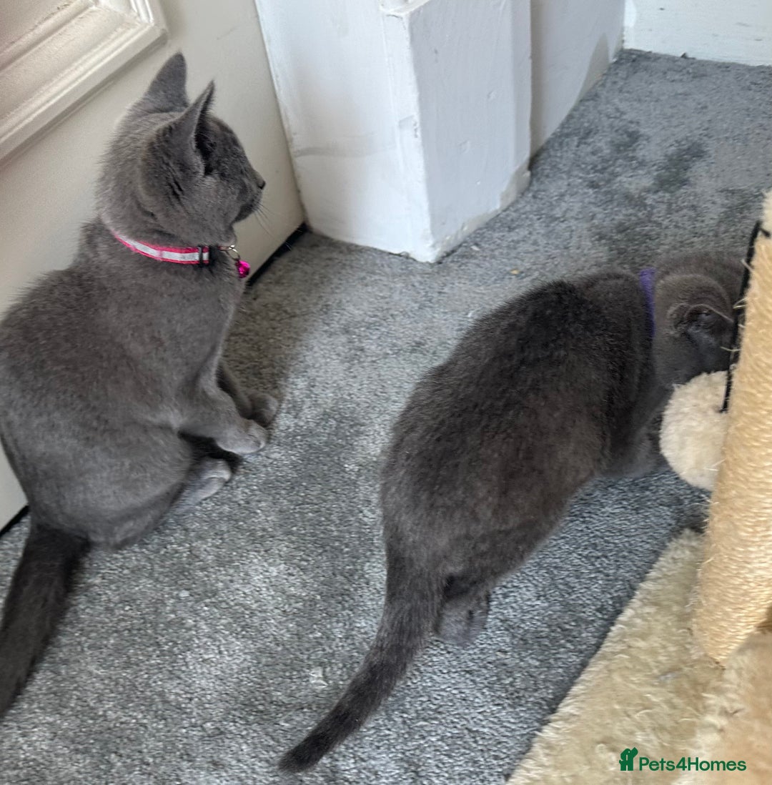 Russian Blue cats for sale: Russian Blue Kitten - Image 18
