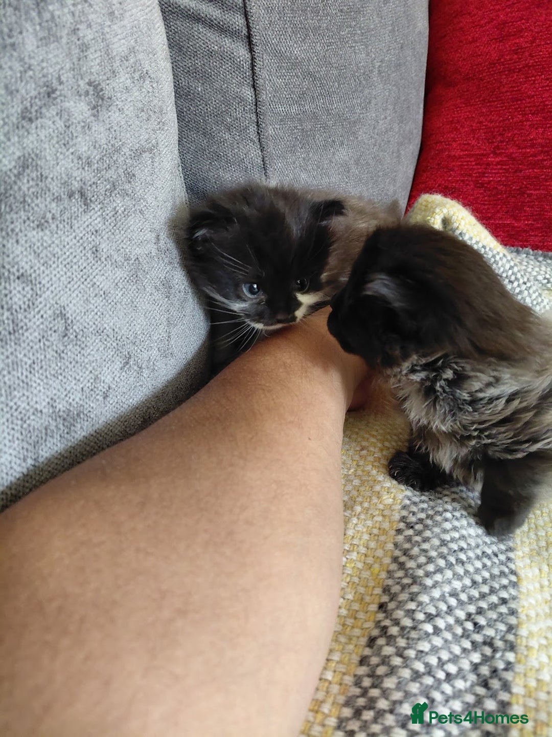 European cats for sale: two long hair kittens - Image 4