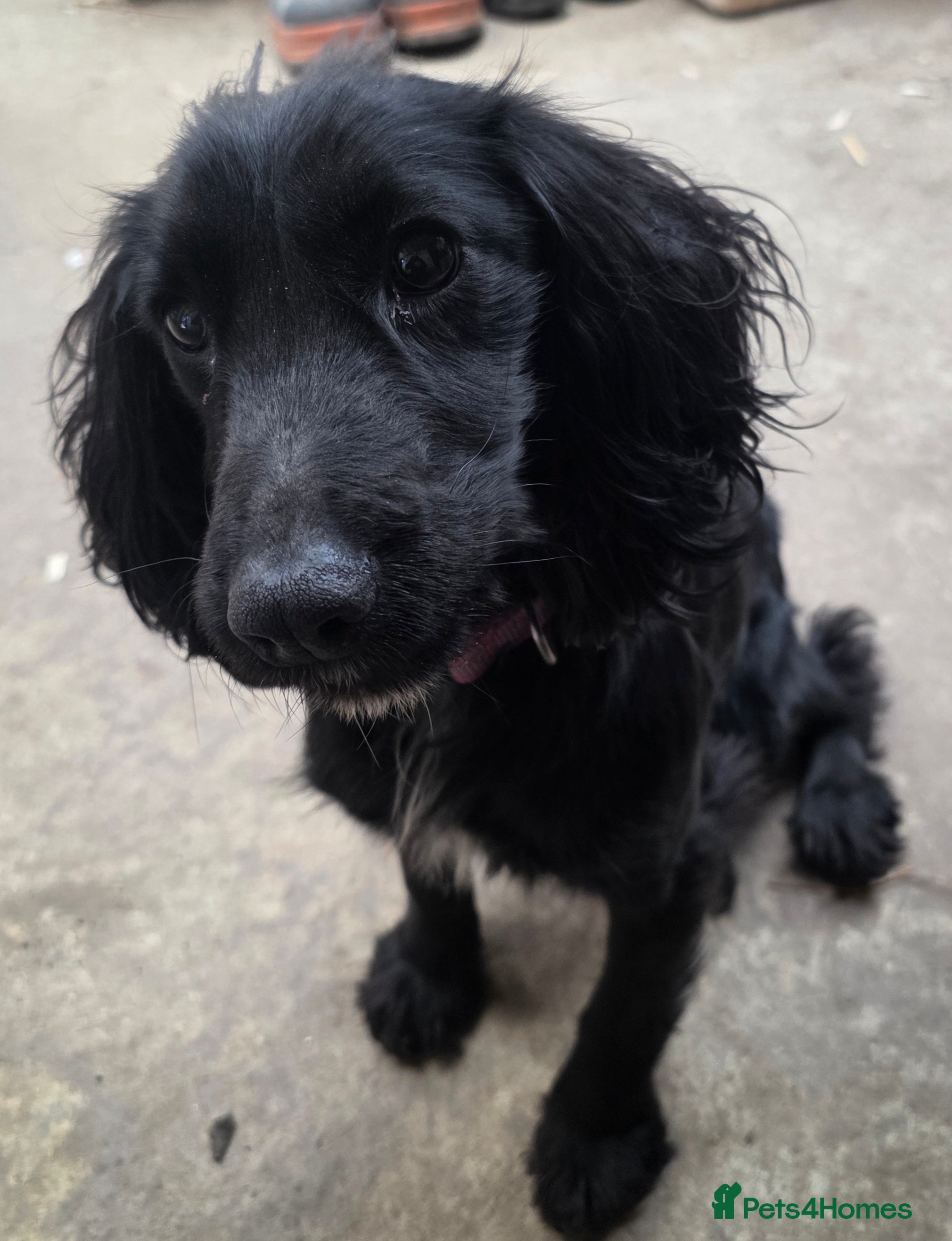 Cocker Spaniel dogs Tiny Cocker Spaniel  - Advert 3