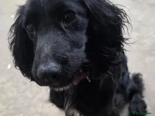 Cocker Spaniel dogs Tiny Cocker Spaniel - Advert 3