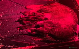 Dachshund dogs for sale: Wife haired x smooth dachshund puppy’s  - Image 6