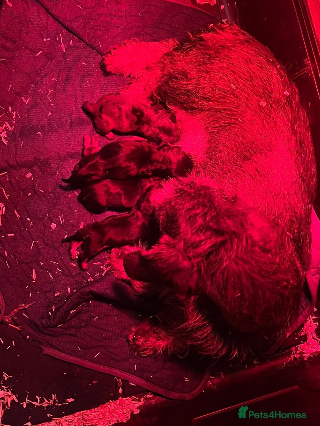 Dachshund dogs for sale: Wife haired x smooth dachshund puppy’s  - Image 6