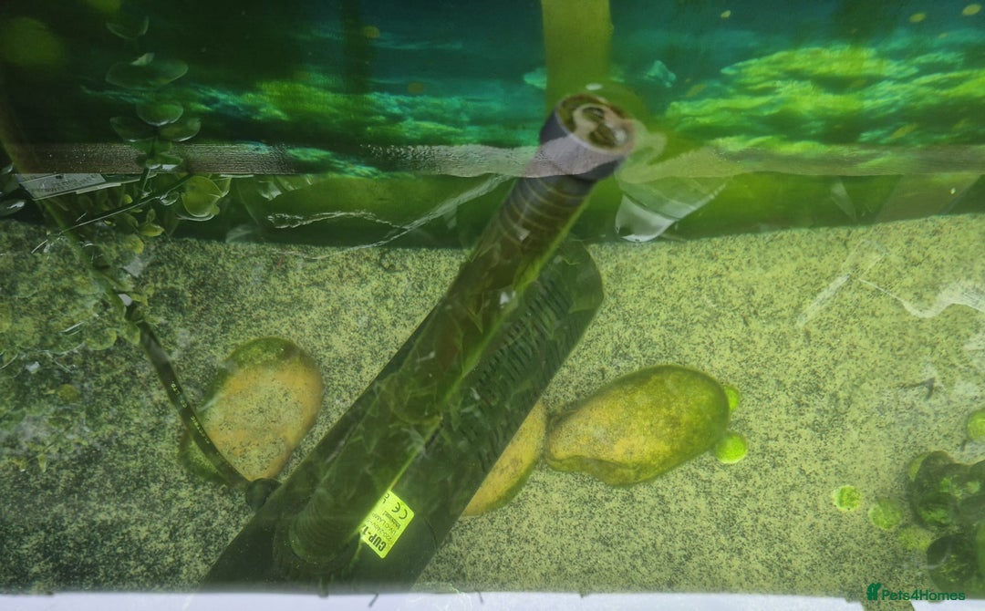 Koi Carp fish for sale: Koi 5 fish  - Advert 3