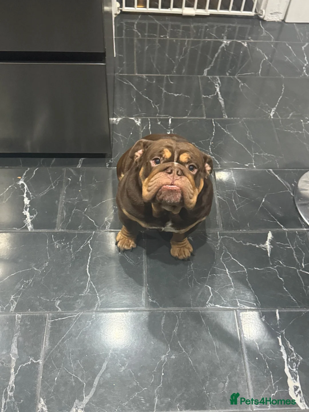 English Bulldog dogs for stud: My boy teddie for stud  in Milton Keynes - Advert 2
