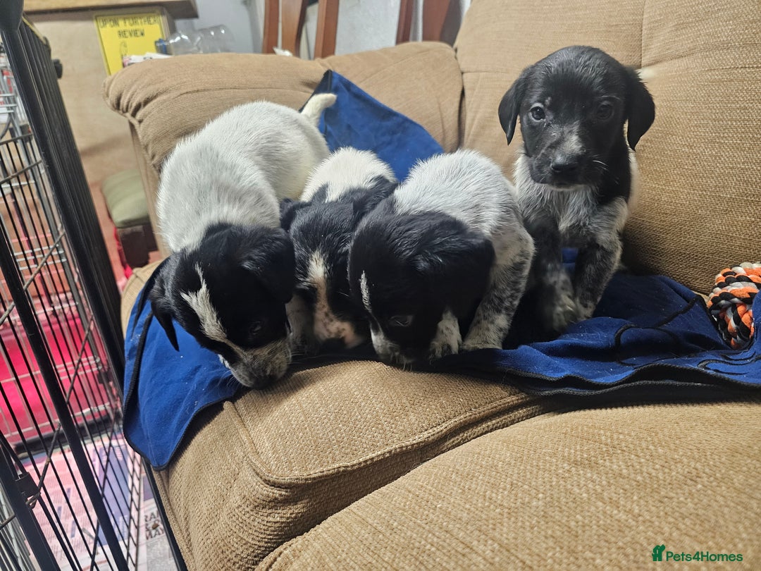 Mixed Breed dogs for sale: Labrador x Pointer Puppies - Advert 9