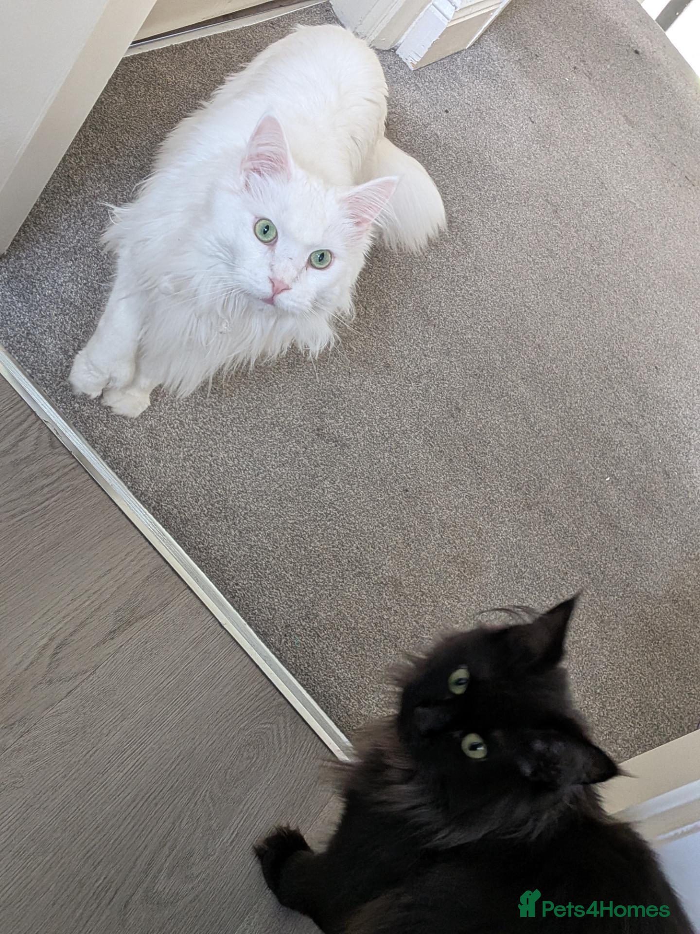 Maine Coon cats Maine coon sisters  - Advert 2