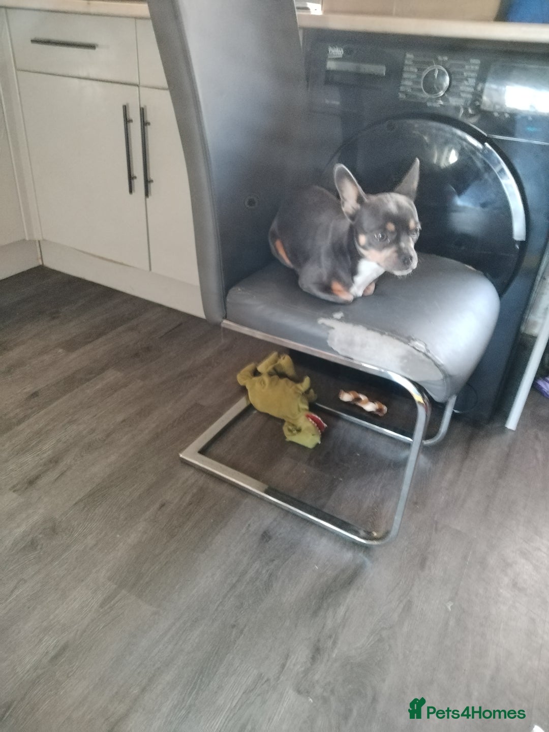 Mixed Breed dogs for sale: Chihuahua  - Image 2