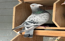 Pigeons birds for sale: Pigeons - Image 8