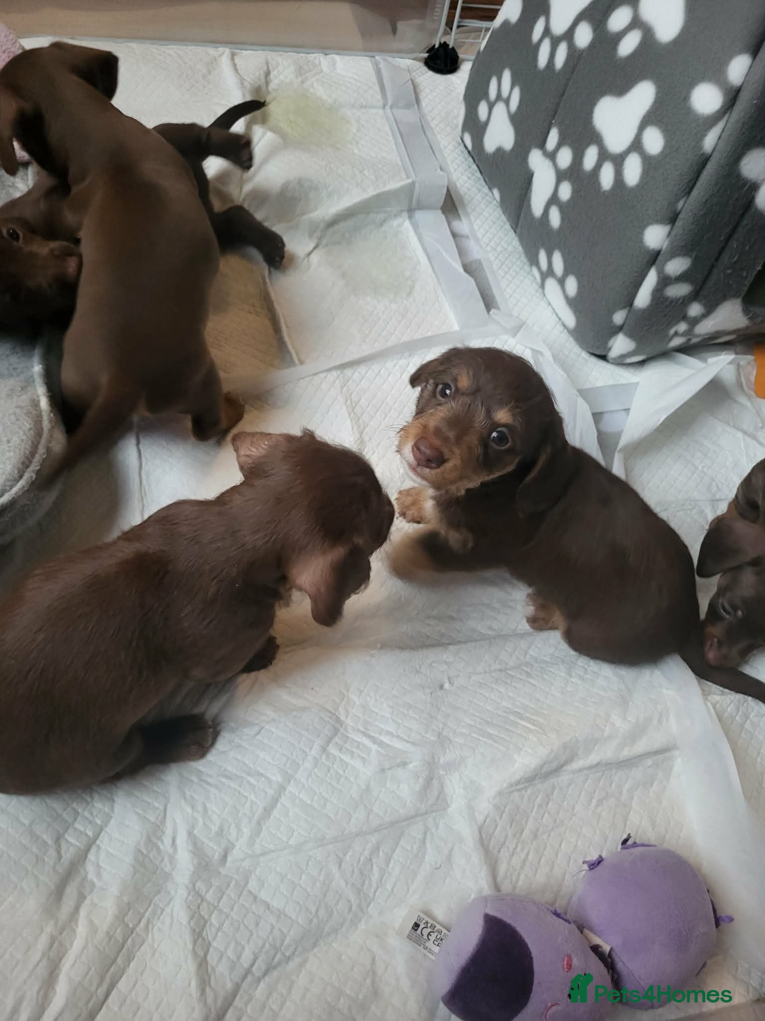Dachshund dogs Dachschund puppies - Advert 12