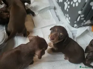 Dachshund dogs Dachschund puppies - Advert 12