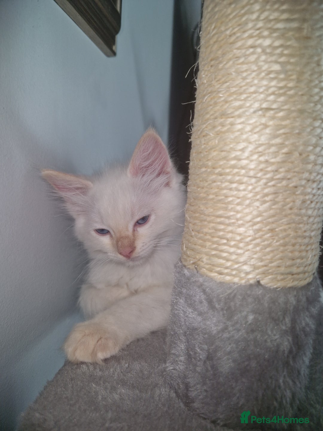Ragdoll cats for sale: Beautiful Ragdoll Kitten  - Image 3