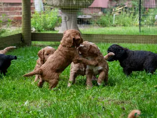 Goldendoodle dogs F1b Miniature Goldendoodle Waiting List - Advert 5