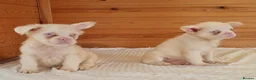 French Bulldog dogs for sale: Fluffy pink husky  **  in Stoke-on-Trent - Advert 35