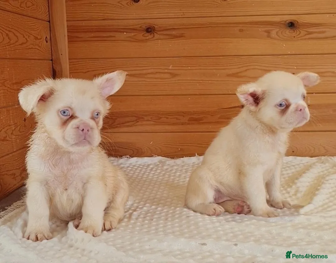 French Bulldog dogs for sale: Fluffy pink husky  **  in Stoke-on-Trent - Advert 35