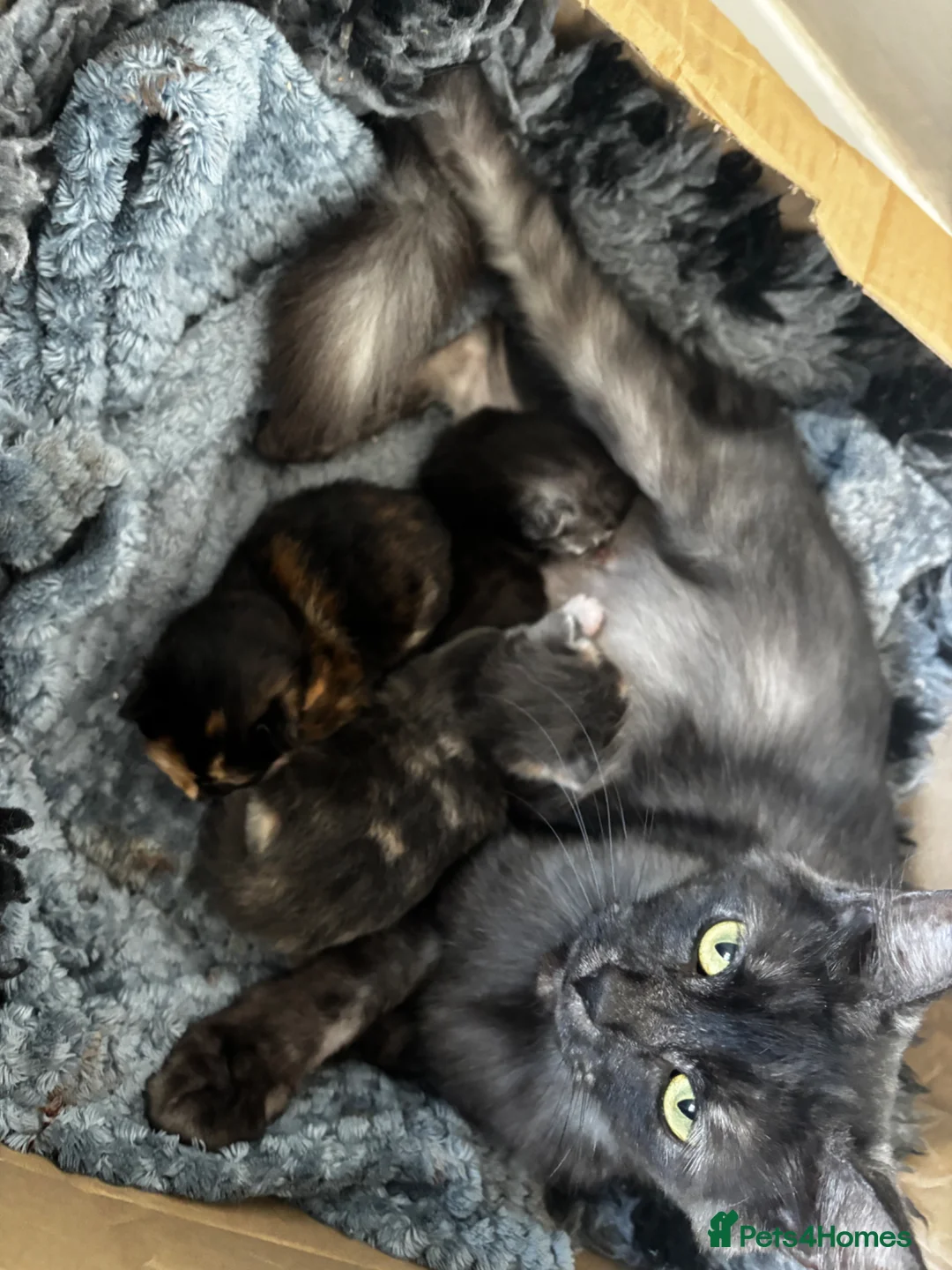 Mixed Breed cats for sale: Breed Mixed kittens  - Advert 2