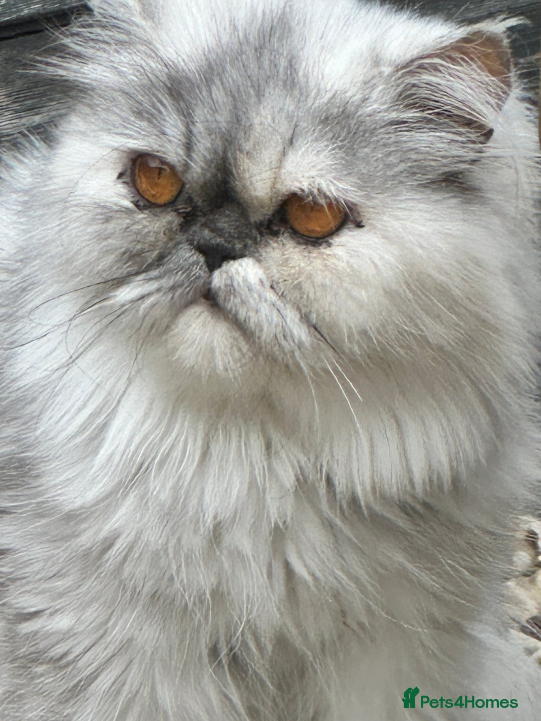 Persian cats for sale: Persian cats for sale - Advert 9