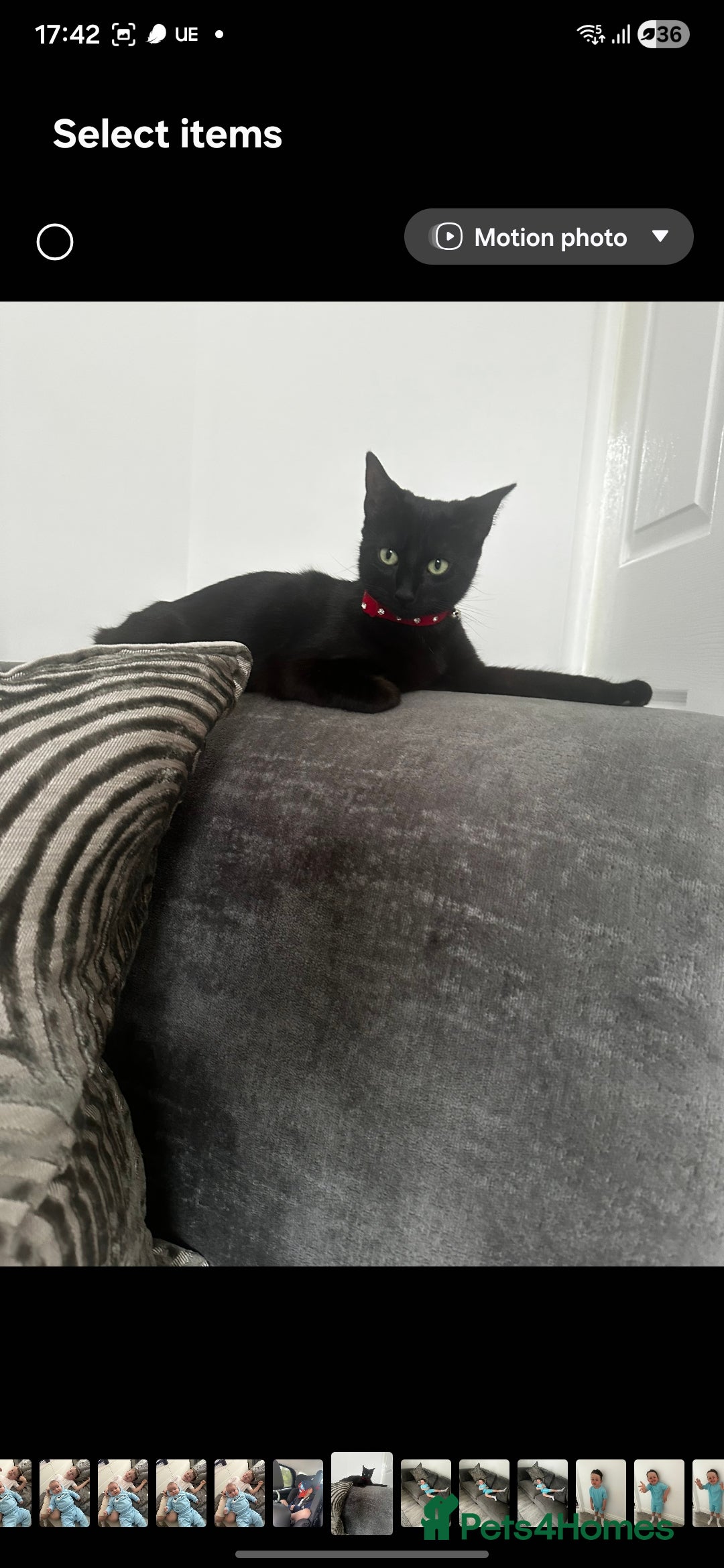 Mixed Breed cats for sale: Daisy and Derek - Advert 5