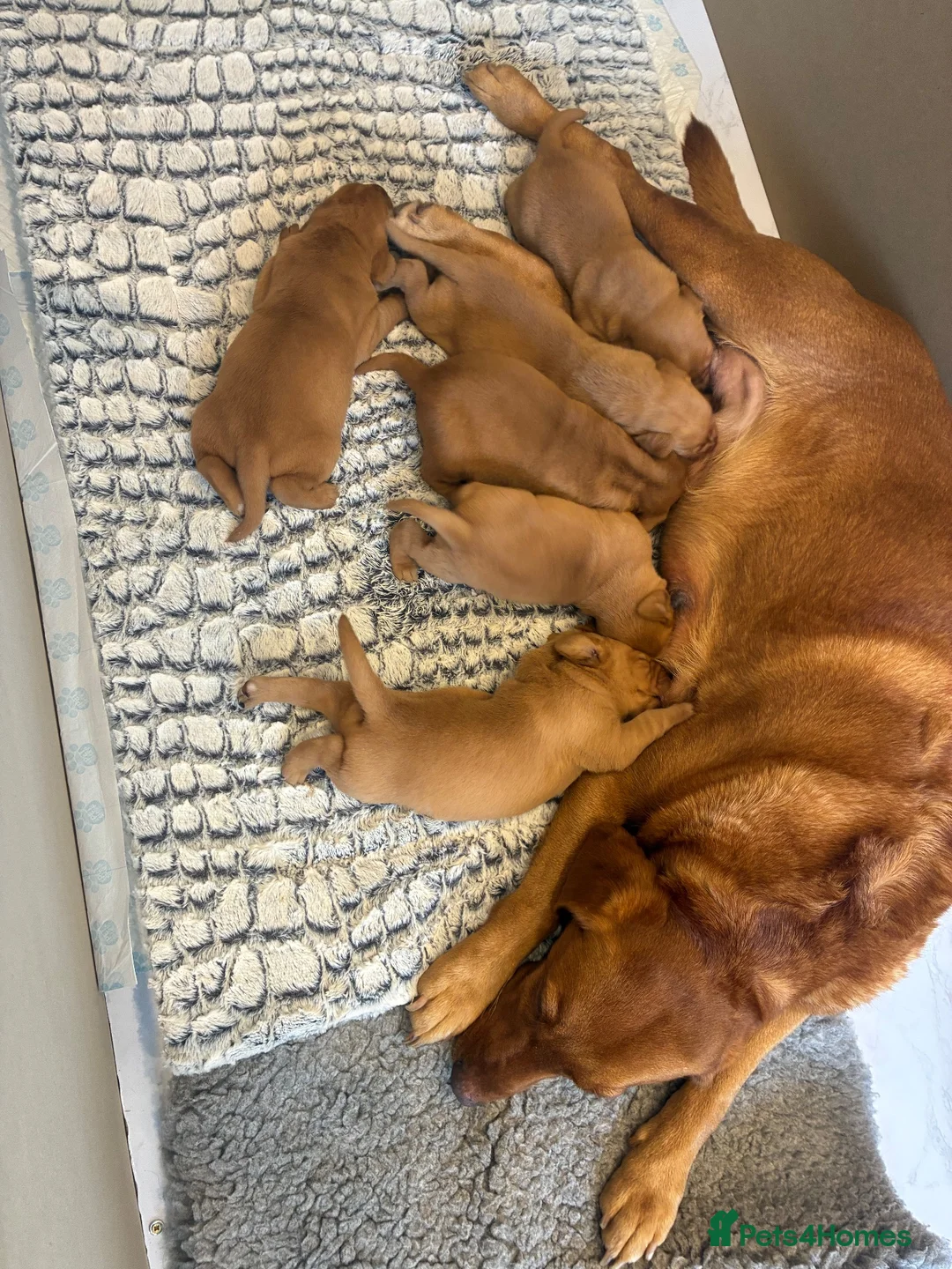 Labrador Retriever dogs for sale: Red Fox Labrador Retriever puppies for sale kc reg in Bath - Advert 2