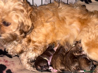 Shih Tzu dogs Adorable puppies - Advert 8